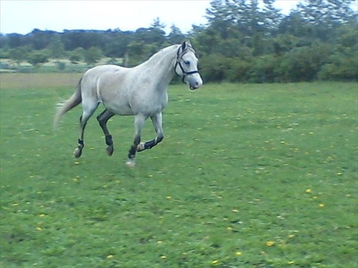 Widoz i alt hvad det indebære:-)  billede 39