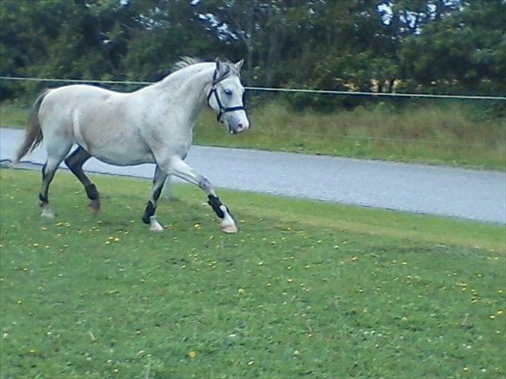 Widoz i alt hvad det indebære:-)  billede 43