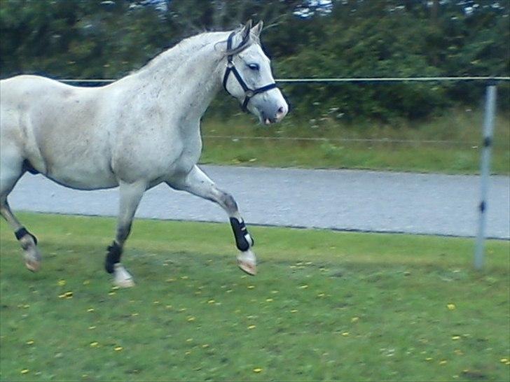 Widoz i alt hvad det indebære:-)  billede 45