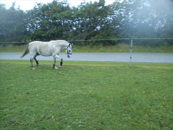 Widoz i alt hvad det indebære:-)  billede 47