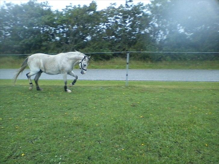 Widoz i alt hvad det indebære:-)  billede 48