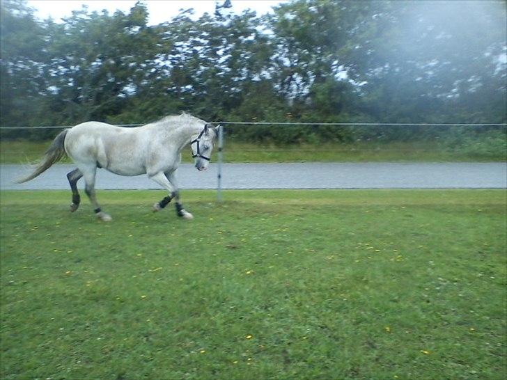 Widoz i alt hvad det indebære:-)  billede 49