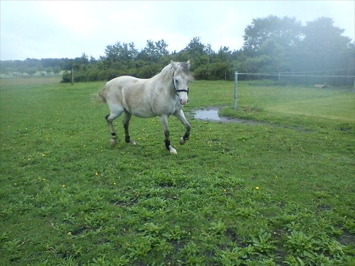 Widoz i alt hvad det indebære:-)  billede 50