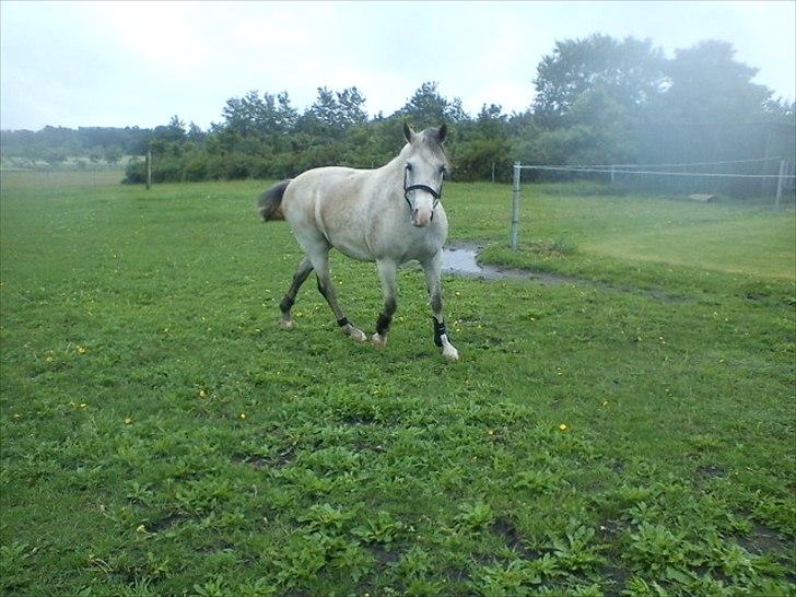 Widoz i alt hvad det indebære:-)  billede 51