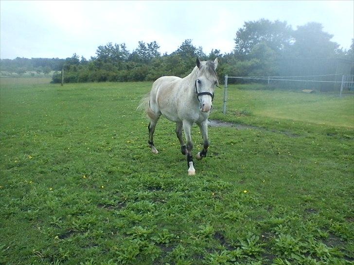 Widoz i alt hvad det indebære:-)  billede 53