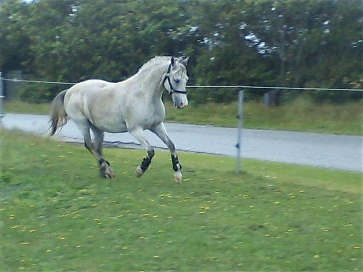 Widoz i alt hvad det indebære:-)  billede 54