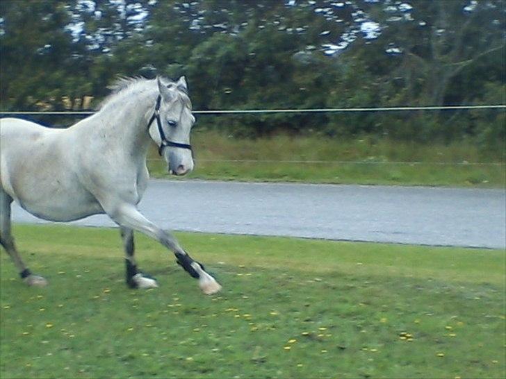 Widoz i alt hvad det indebære:-)  billede 55