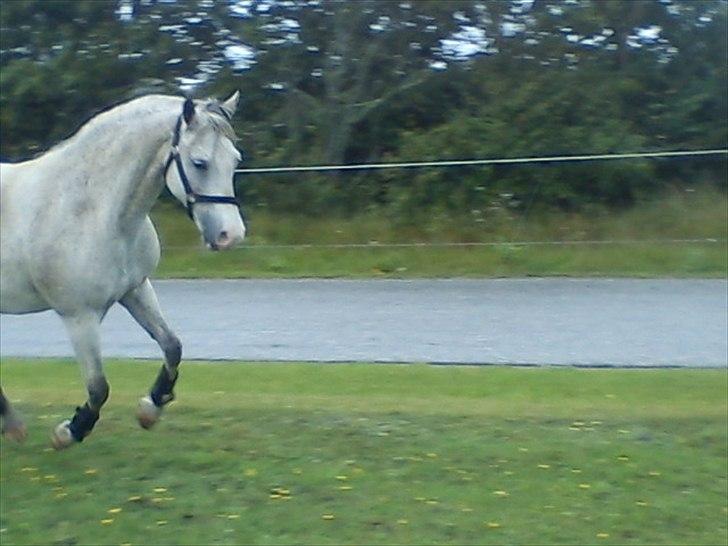 Widoz i alt hvad det indebære:-)  billede 56