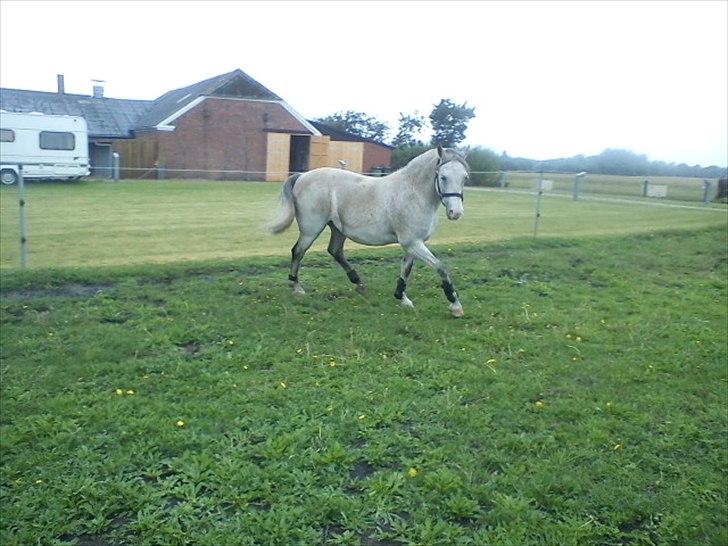 Widoz i alt hvad det indebære:-)  billede 57