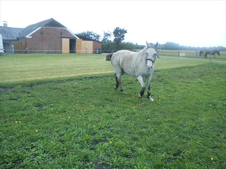 Widoz i alt hvad det indebære:-)  billede 58