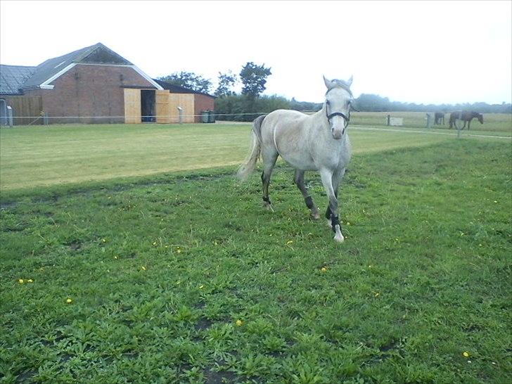Widoz i alt hvad det indebære:-)  billede 59