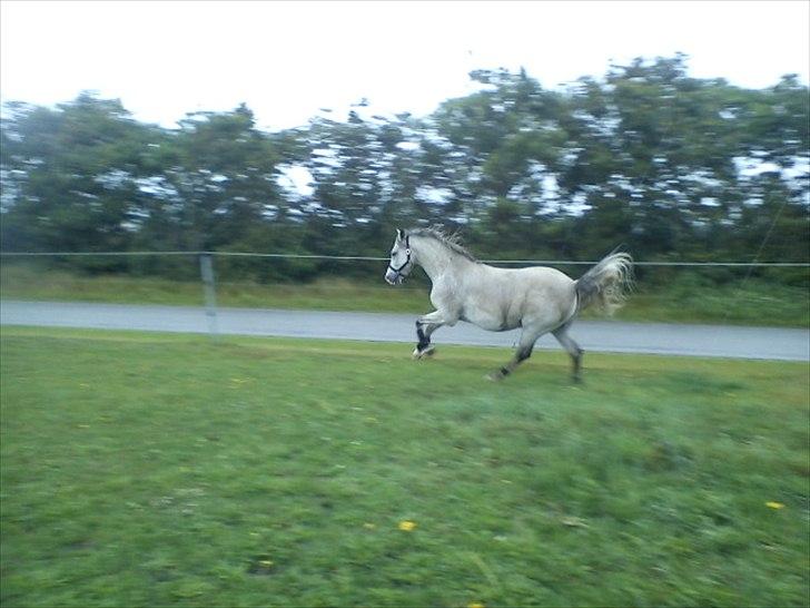 Widoz i alt hvad det indebære:-)  billede 60