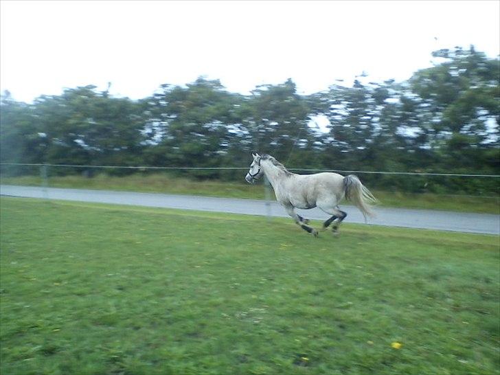 Widoz i alt hvad det indebære:-)  billede 61