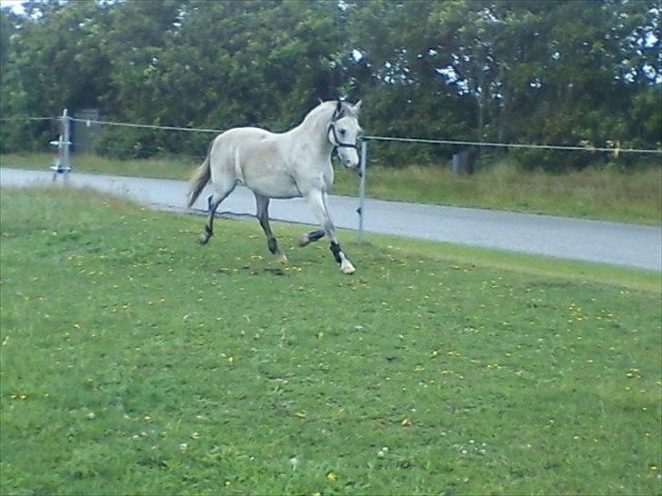 Widoz i alt hvad det indebære:-)  billede 63