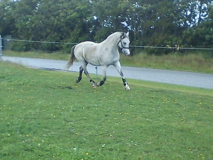 Widoz i alt hvad det indebære:-)  billede 64