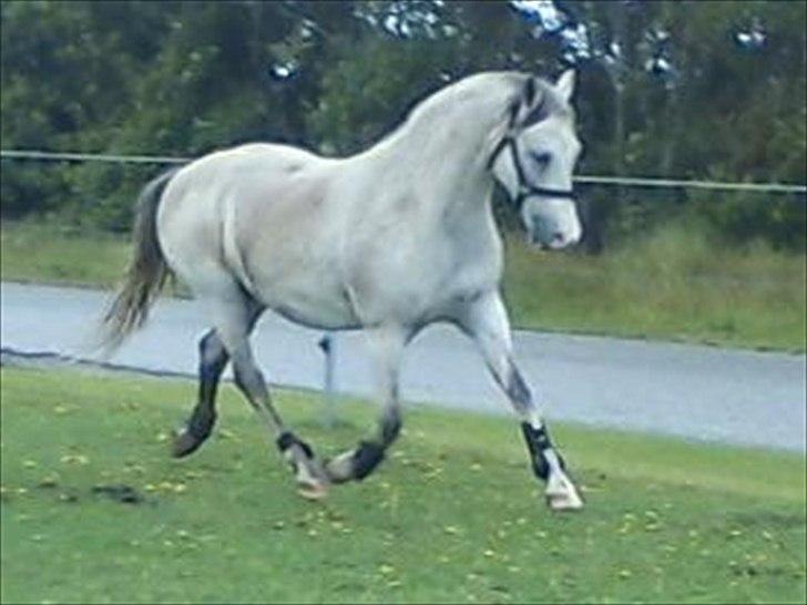 Widoz i alt hvad det indebære:-)  billede 9