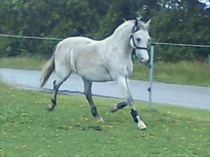 Widoz i alt hvad det indebære:-)  billede 2