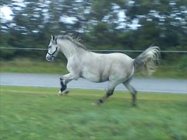 Widoz i alt hvad det indebære:-)  billede 66