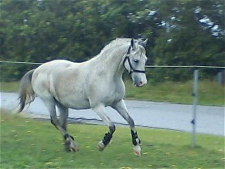 Widoz i alt hvad det indebære:-)  billede 69