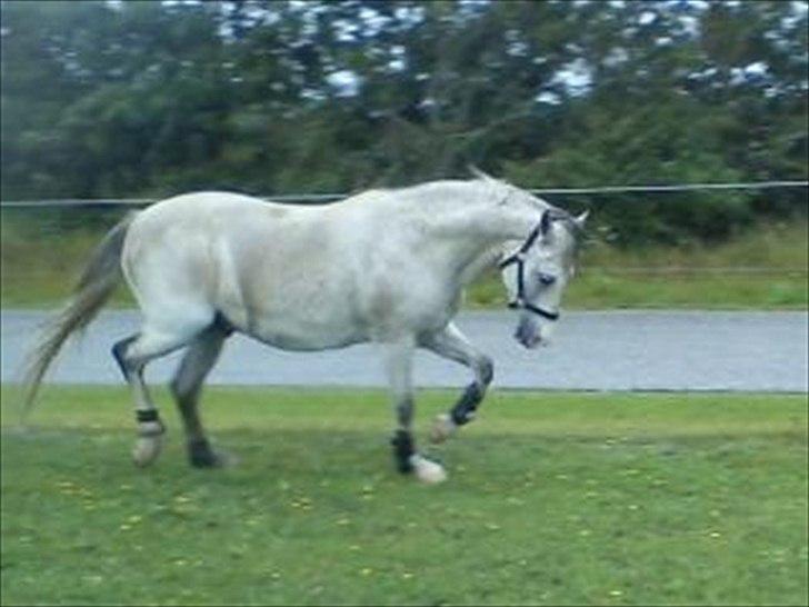 Widoz i alt hvad det indebære:-)  billede 71