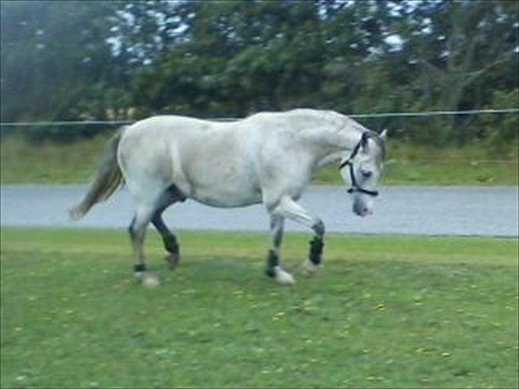 Widoz i alt hvad det indebære:-)  billede 72