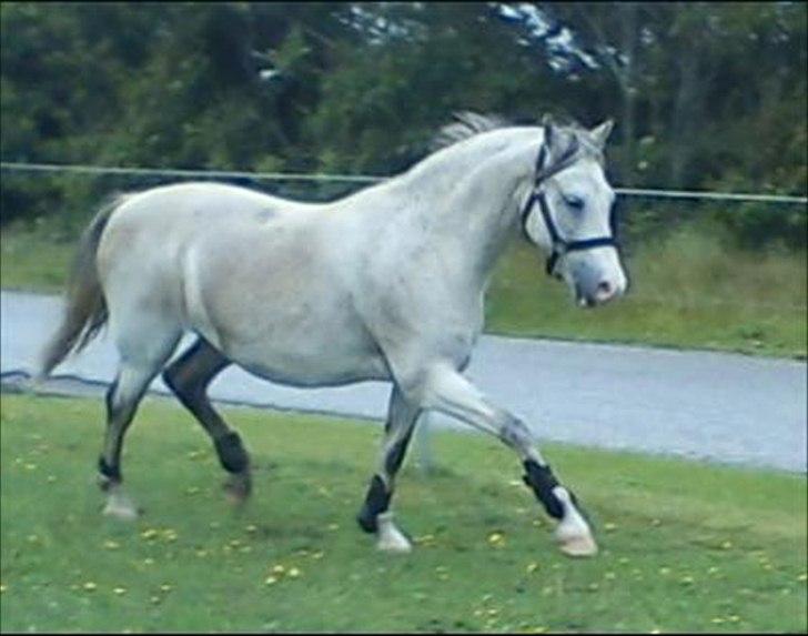 Widoz i alt hvad det indebære:-)  billede 13