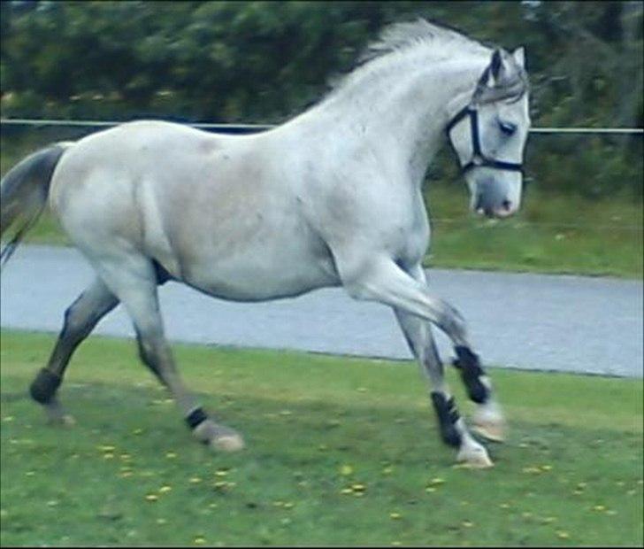 Widoz i alt hvad det indebære:-)  billede 3