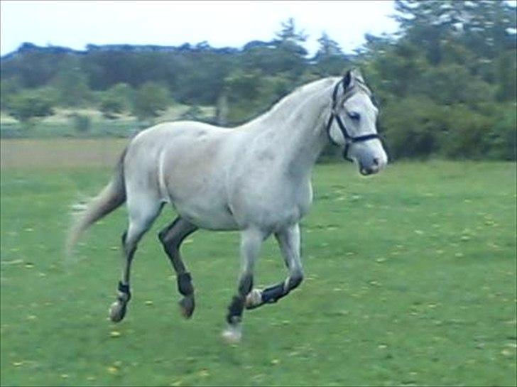 Widoz i alt hvad det indebære:-)  billede 12