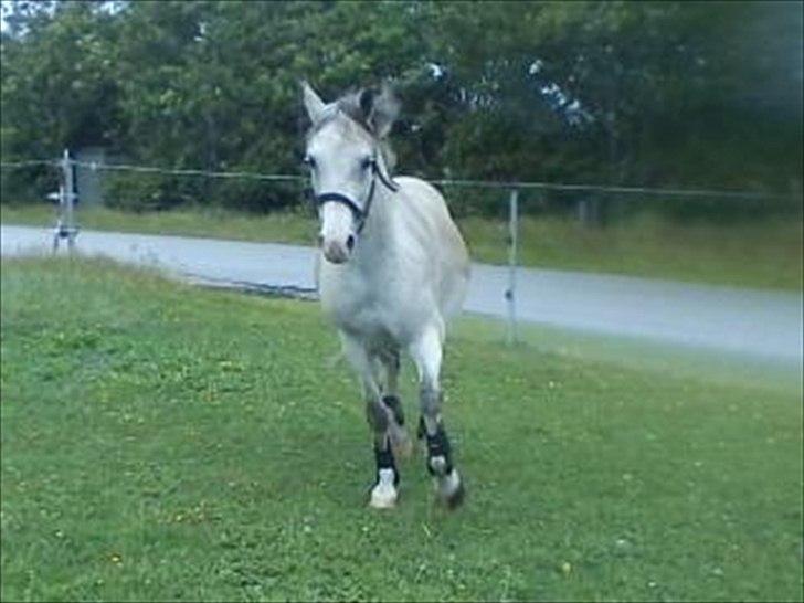 Widoz i alt hvad det indebære:-)  billede 75