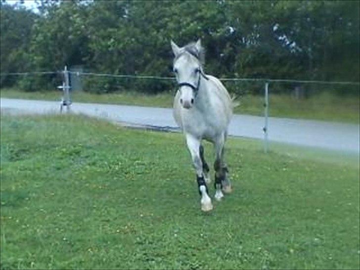 Widoz i alt hvad det indebære:-)  billede 76