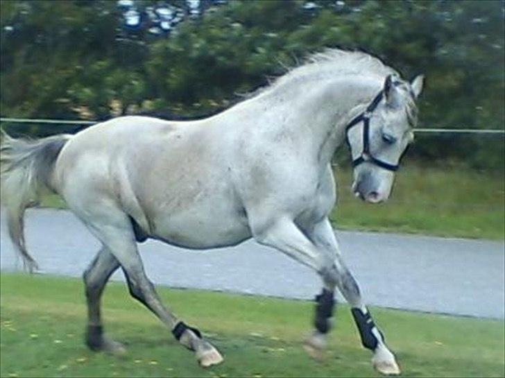 Widoz i alt hvad det indebære:-)  billede 7