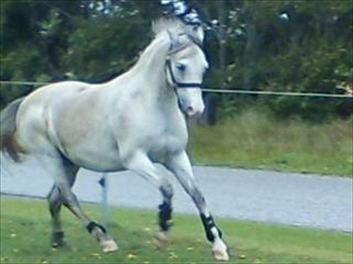 Widoz i alt hvad det indebære:-)  billede 8