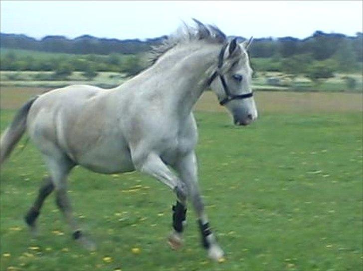 Widoz i alt hvad det indebære:-)  billede 6