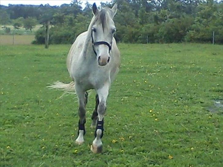 Widoz i alt hvad det indebære:-)  billede 78