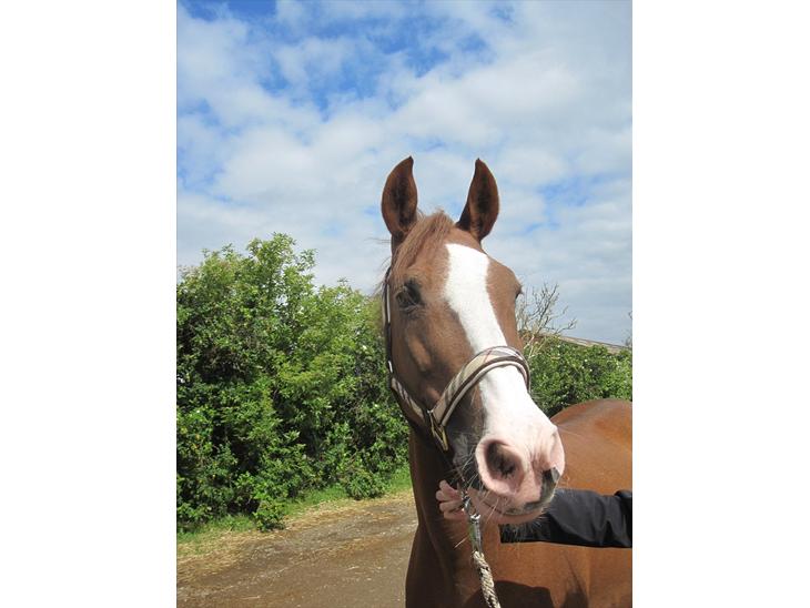 {{currentPhoto.altText}} billede {{currentPhoto.number}}