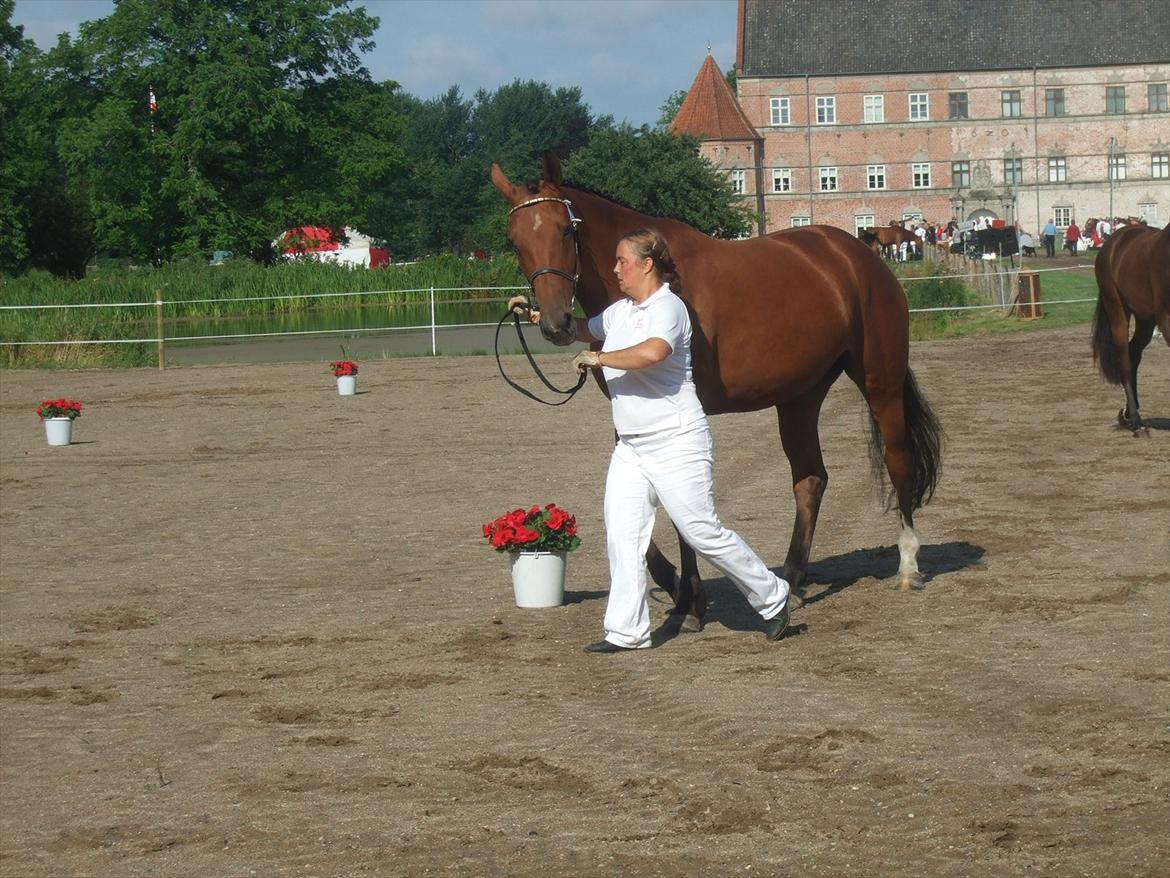 Brahetrolleborg hesteskue 2011 - 1: Stihøjen Dina, 5 år, DV hoppe billede 1