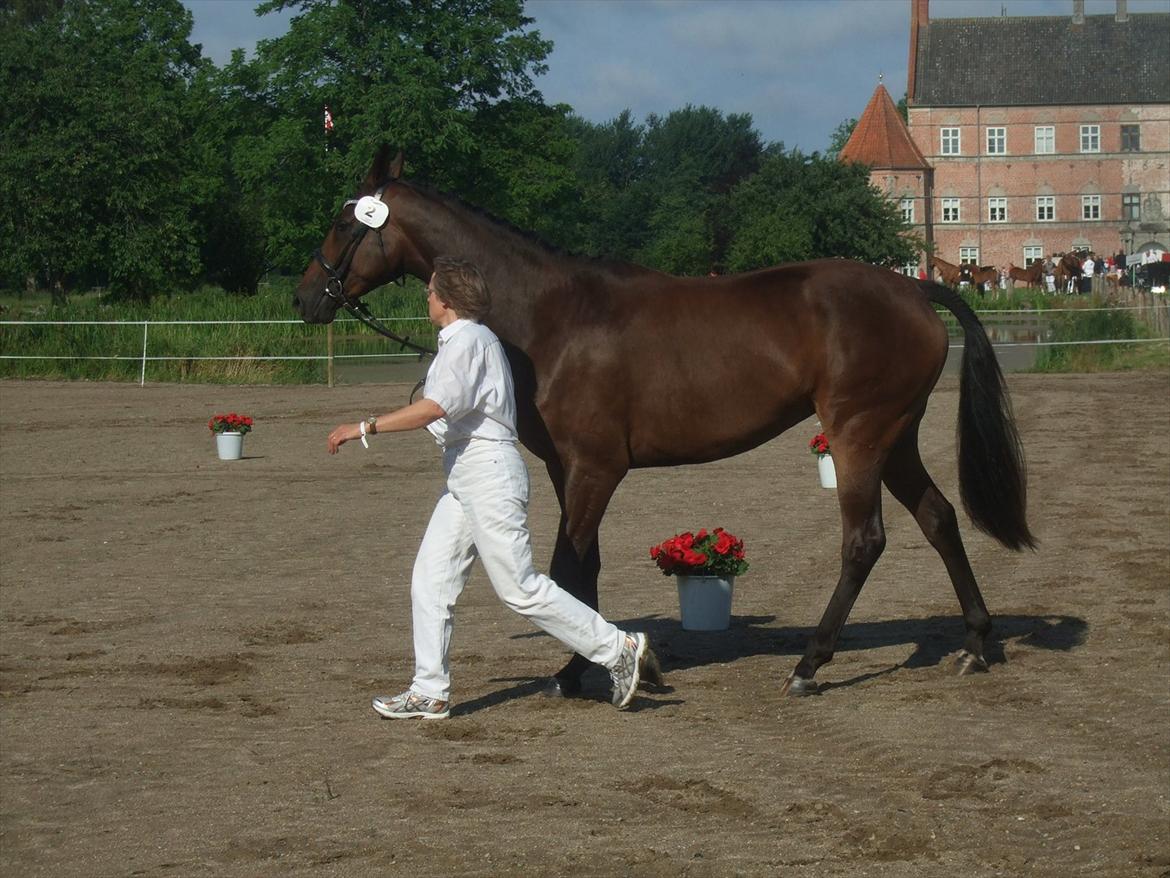Brahetrolleborg hesteskue 2011 - 2: 2 år, DV hoppe billede 2