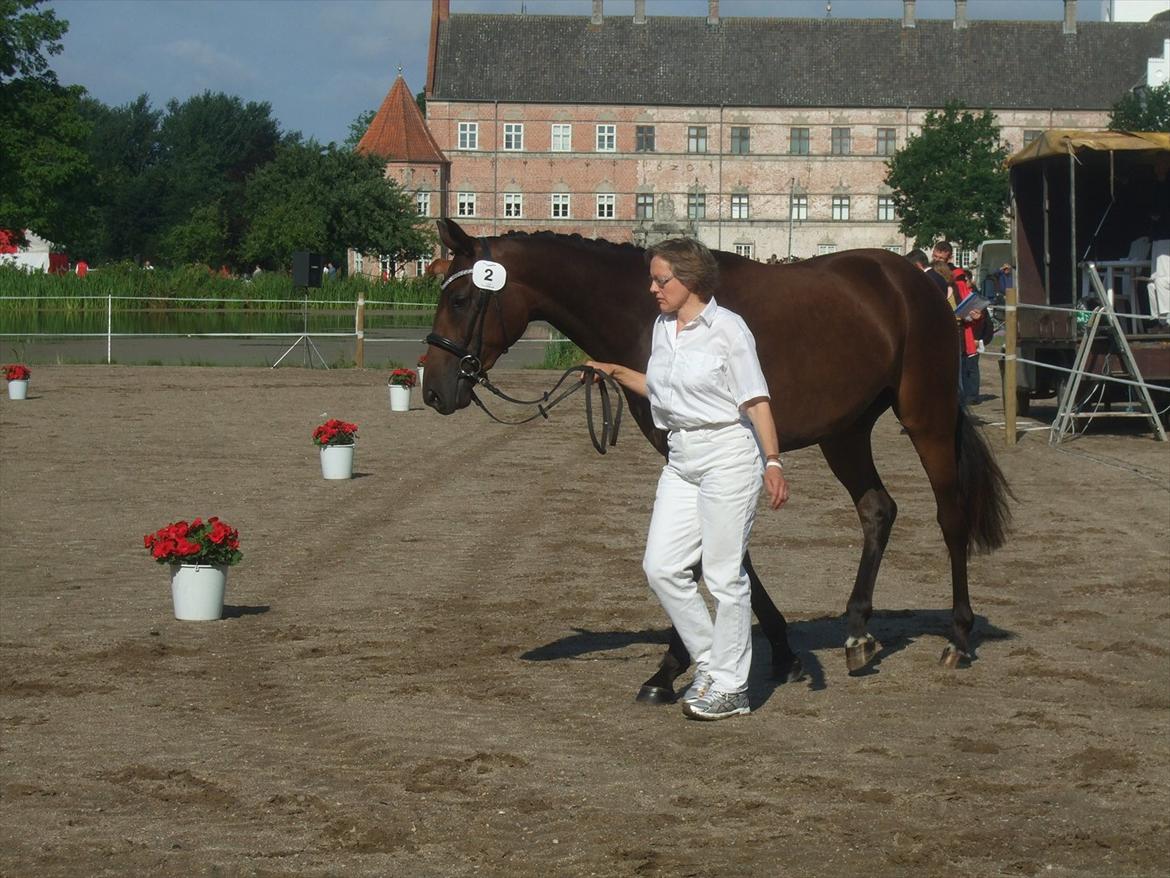 Brahetrolleborg hesteskue 2011 - 2: 2 år, DV hoppe billede 3