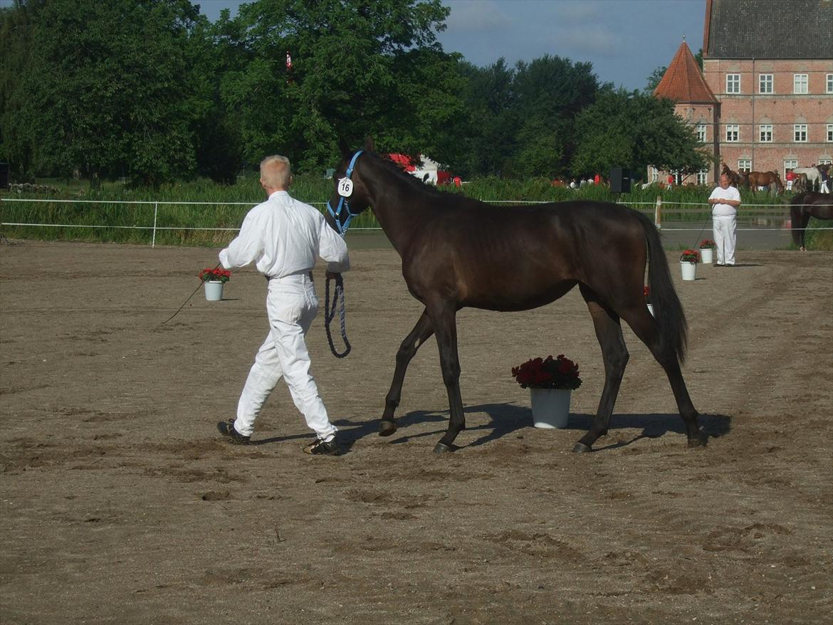 Brahetrolleborg hesteskue 2011 - 16: Rosenhaven Androra, 1 år, Oldenborg hoppe billede 4
