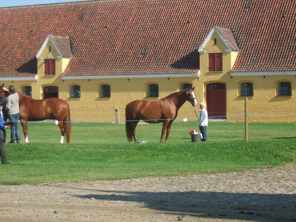 Brahetrolleborg hesteskue 2011 - Frederiksborg billede 6