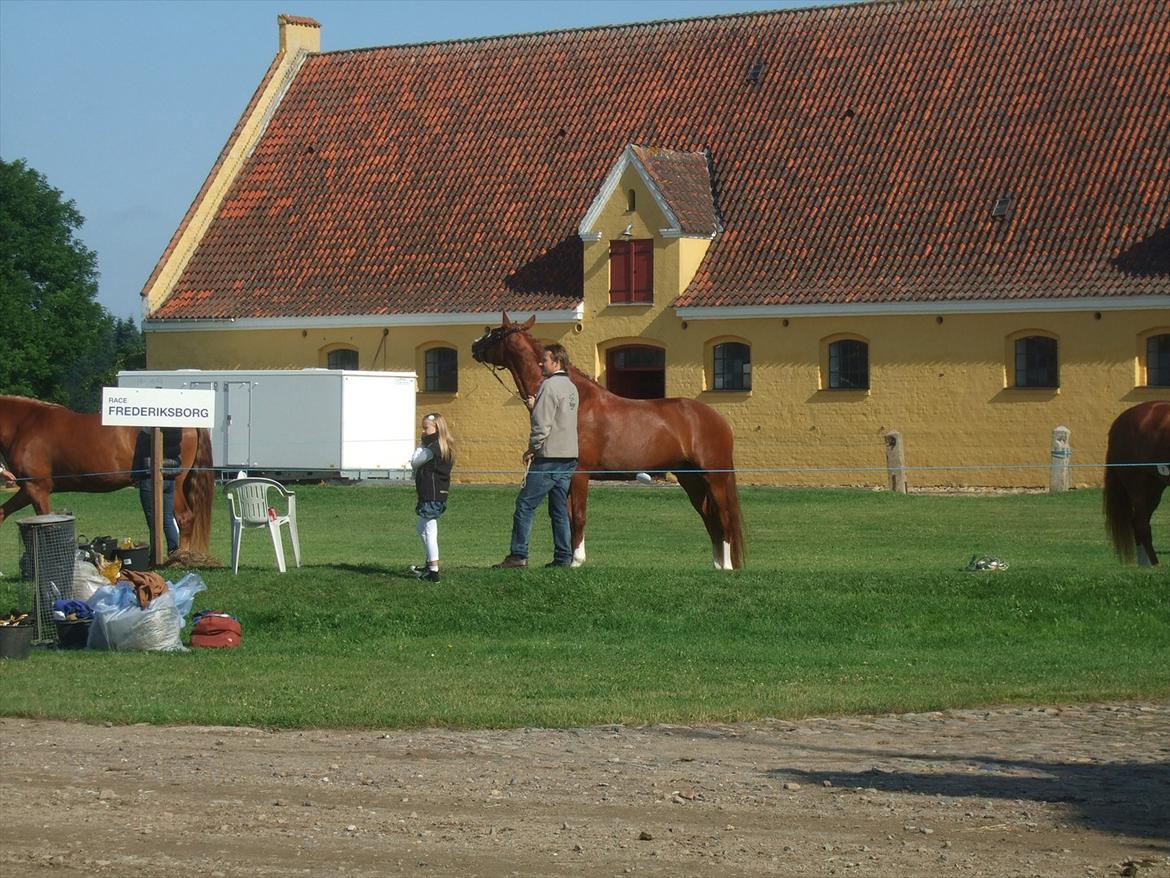 Brahetrolleborg hesteskue 2011 - Frederiksborg billede 7
