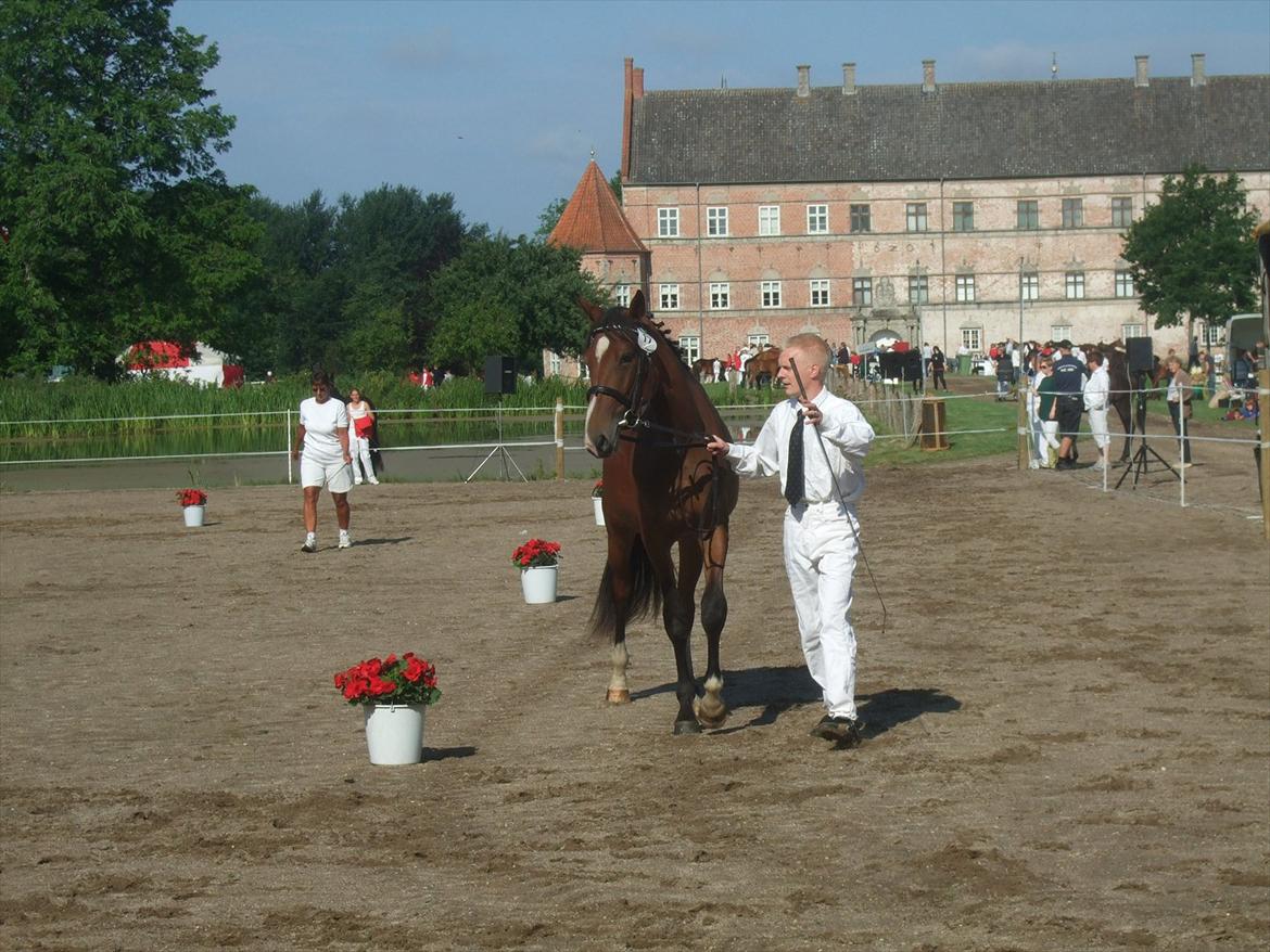 Brahetrolleborg hesteskue 2011 - 17: Rosenhavens Flora, 2 år, oldenborg hoppe billede 8