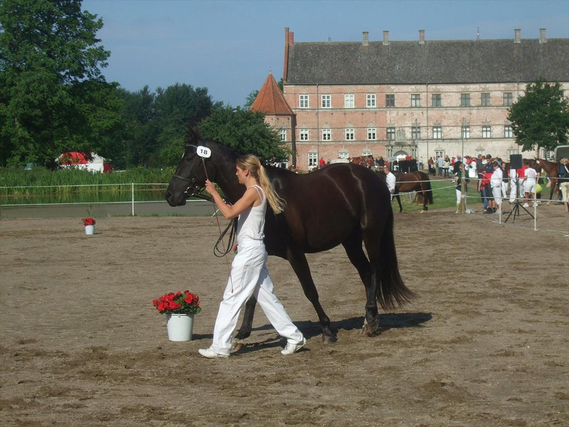Brahetrolleborg hesteskue 2011 - 18: Egebjergs Supernova, 3 år, oldenborg hoppe billede 9