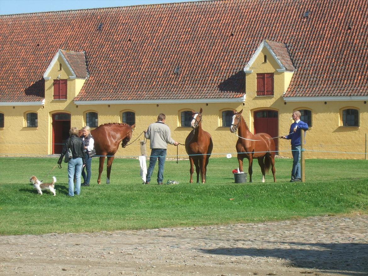 Brahetrolleborg hesteskue 2011 - Frederiksborg billede 10