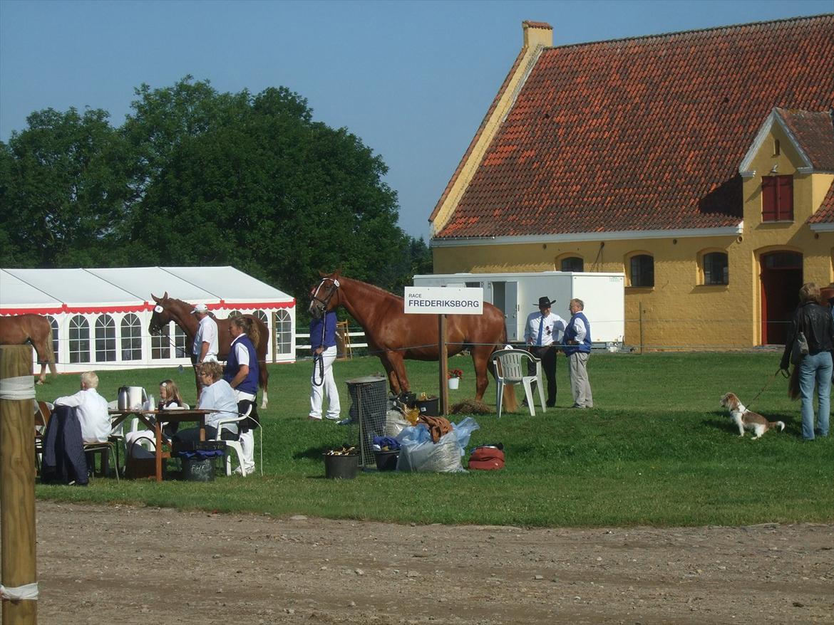 Brahetrolleborg hesteskue 2011 - Frederiksborg billede 11