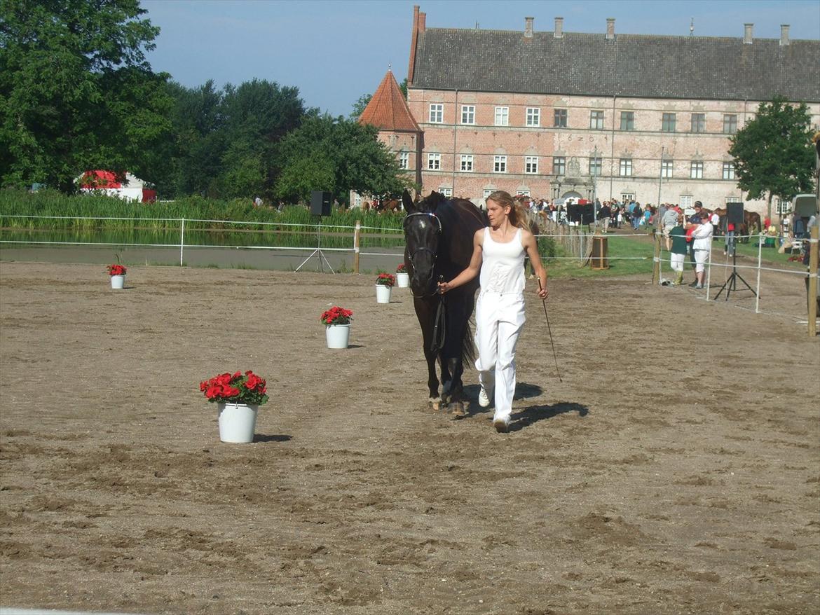 Brahetrolleborg hesteskue 2011 - 18: Egebjergs Supernova, 3 år, oldenborg hoppe  billede 12