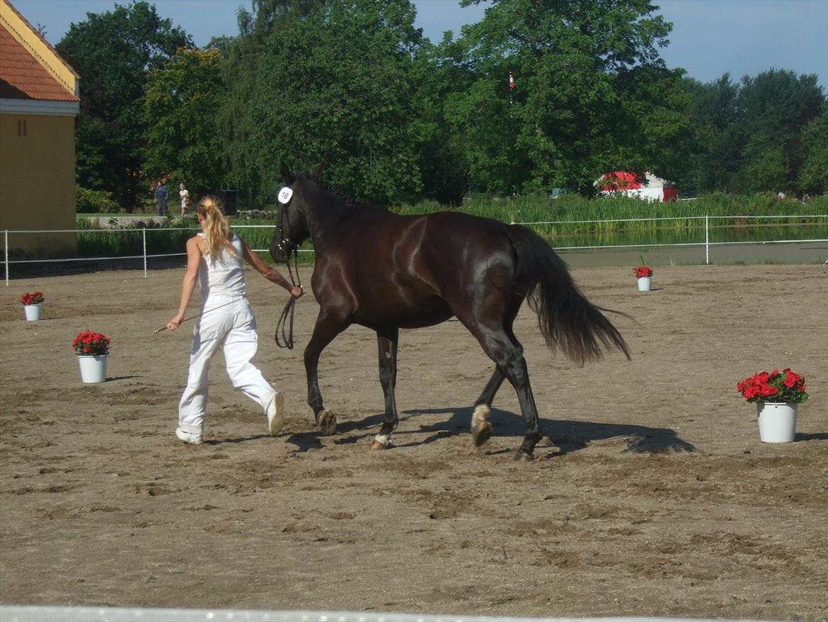 Brahetrolleborg hesteskue 2011 - 18: Egebjergs Supernova, 3 år, oldenborg hoppe  billede 13