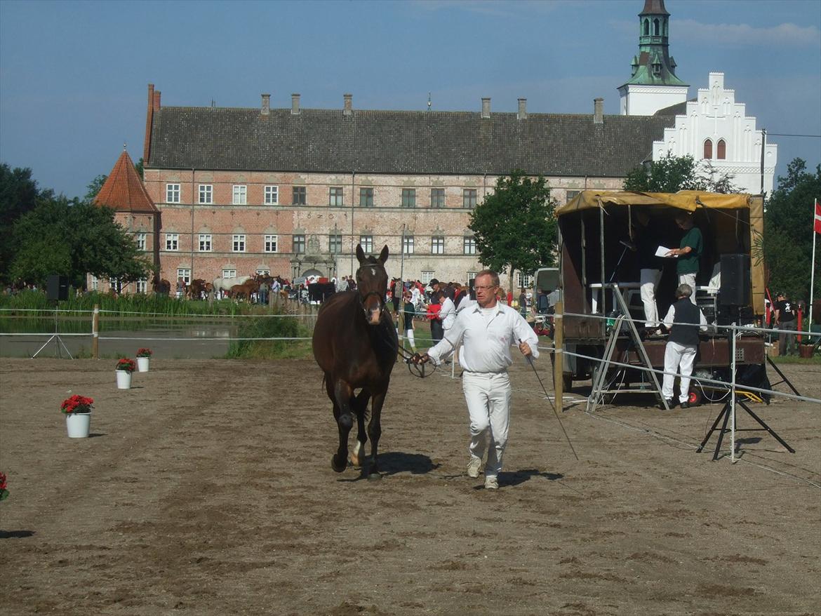 Brahetrolleborg hesteskue 2011 - 19: Petruska, 4 år, oldenborg hoppe billede 14