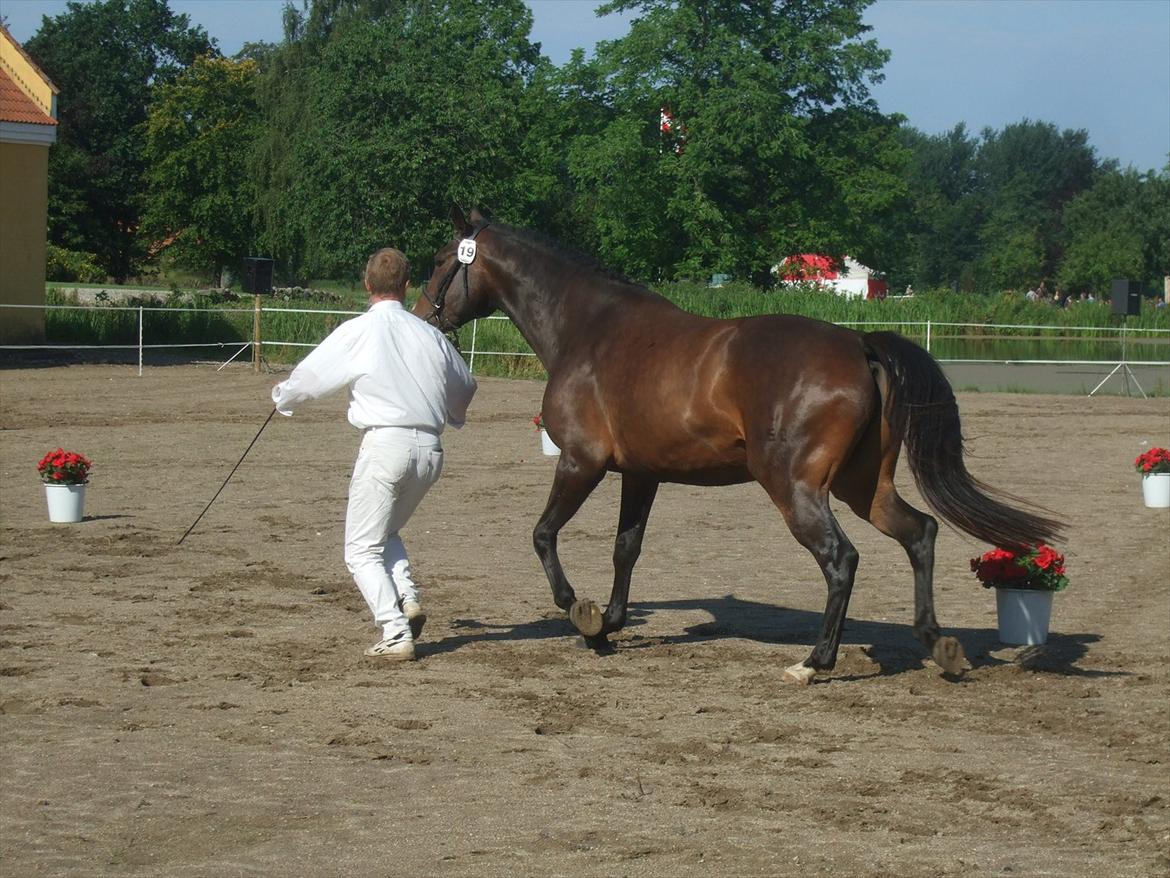 Brahetrolleborg hesteskue 2011 - 19: Petruska, 4 år, oldenborg hoppe billede 15