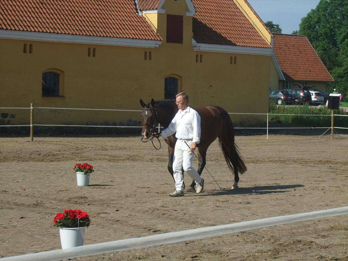 Brahetrolleborg hesteskue 2011 - 19: Petruska, 4 år, oldenborg hoppe billede 16